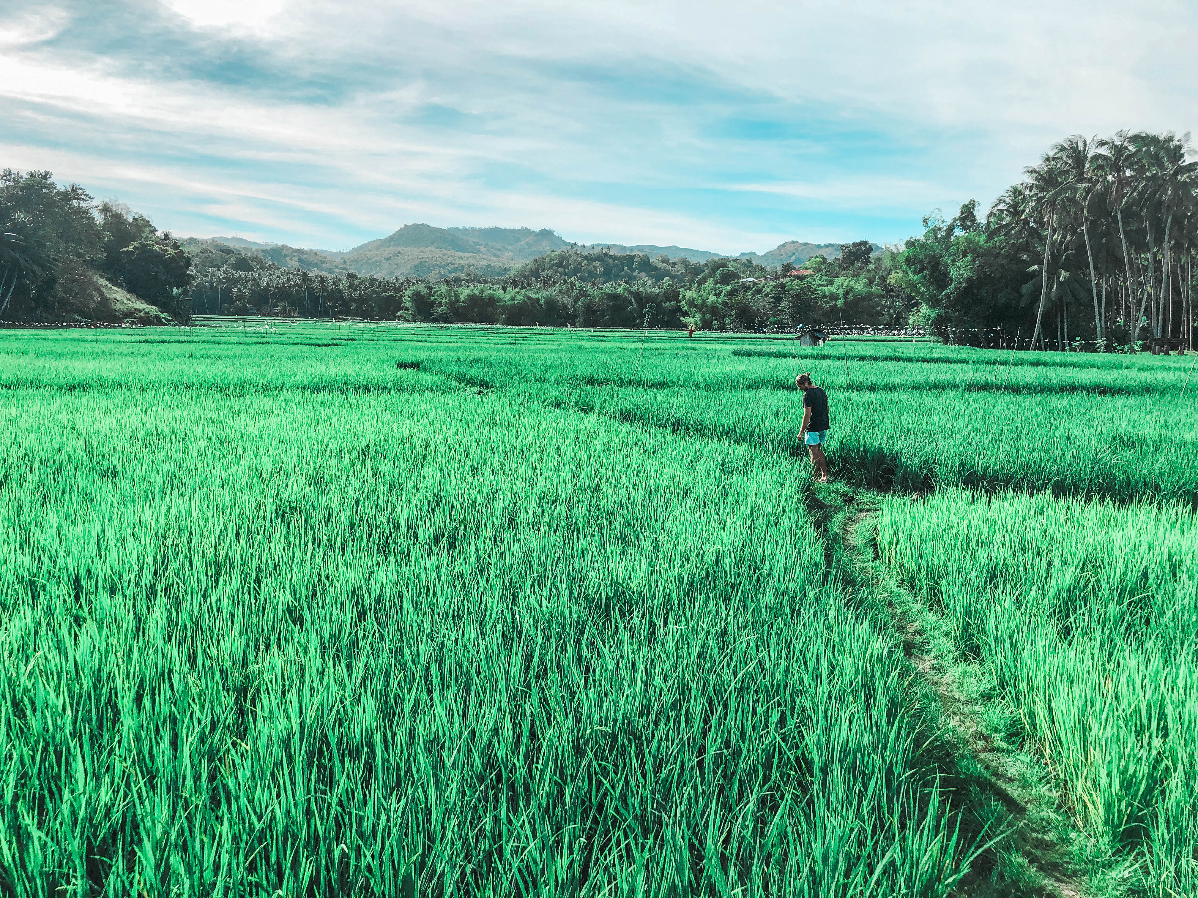 The Best Filipino Island Siquijor - rice fields