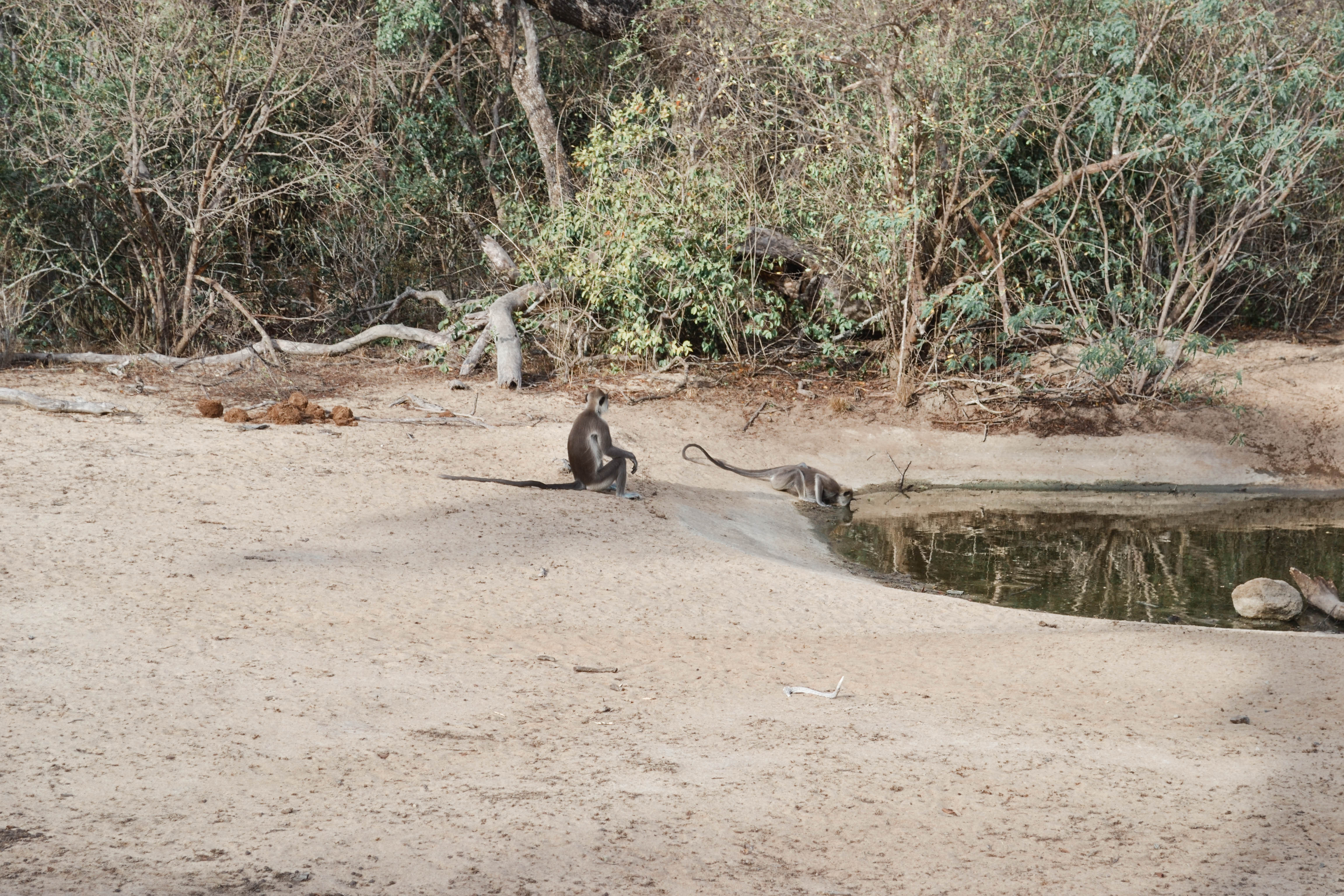 The Sanctuary Yala - monkeys